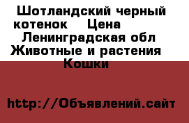 Шотландский черный котенок  › Цена ­ 2 500 - Ленинградская обл. Животные и растения » Кошки   